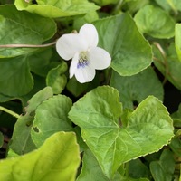 Viola sororia 'Albiflora'